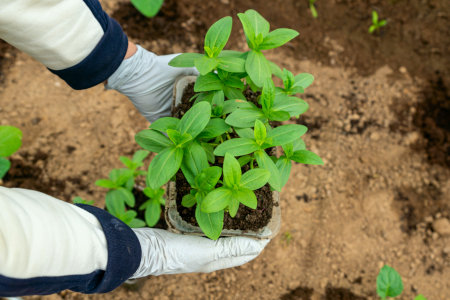 A gardener holds a plant seedling in their hands and cares for the environment.