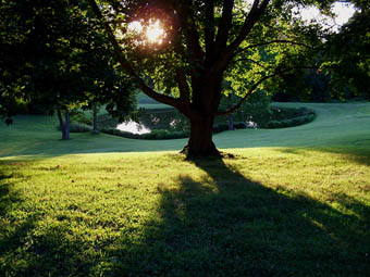 A beautifully landscaped pond on a golf course. Commercial Landscaping in Victoria.