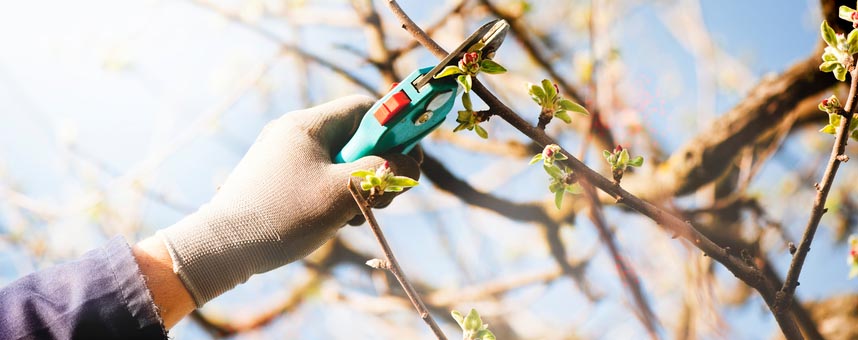 A landscaper prunes a fruit tree to maximize the produce for the upcoming season.