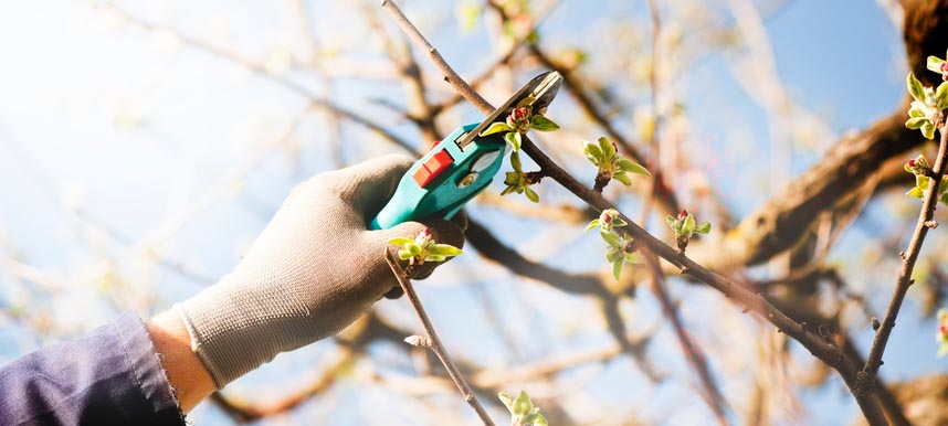A landscaper prunes a fruit tree to maximize the produce for the upcoming season.