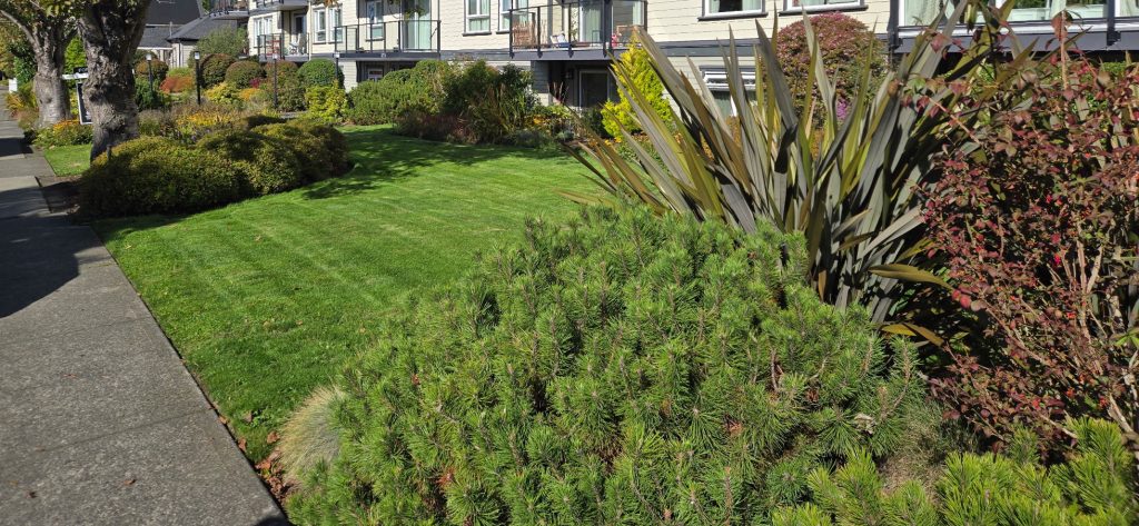 Yard maintenance of a Victoria, BC Strata condo building by Blue Meadow Landscaping